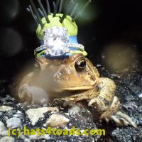 /home//u458753944/public_html/sourcegallery///Roxborough Toad Detour/2013-2019/2018/2018-04-28/P4280038.JPG